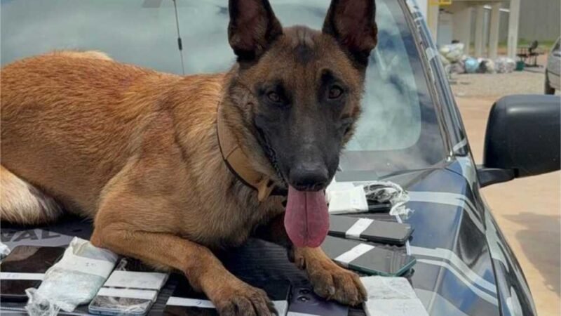 Polícia Penal realiza operação com cães do SOE e apreende 26 celulares no Centro de Ressocialização de Várzea Grande