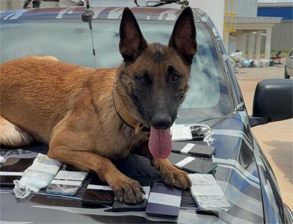 Polícia Penal realiza operação com cães do SOE e apreende 26 celulares no Centro de Ressocialização de Várzea Grande