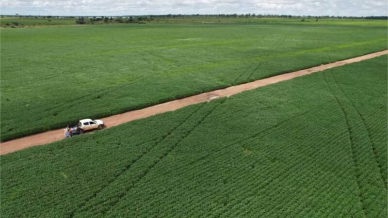 Produtores de soja de MT têm até 15 de fevereiro para cadastrar unidades de produção no Indea