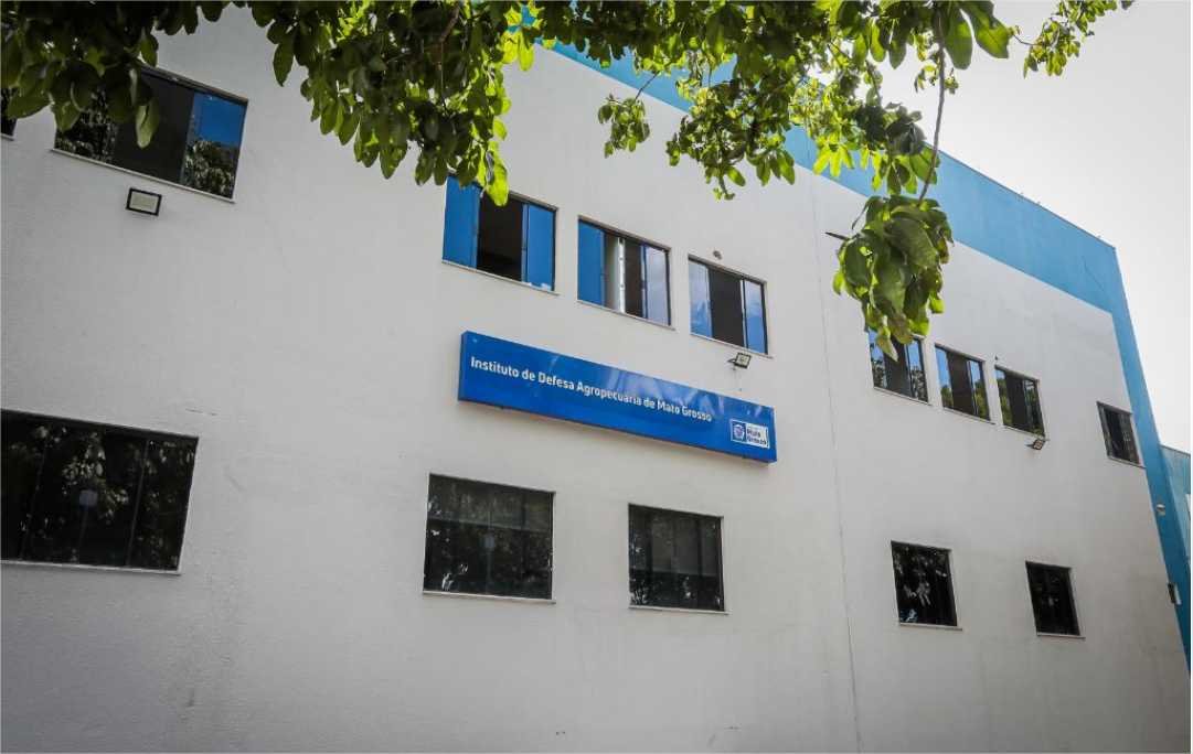 Indea confirma caso de besouro que ataca colmeias em MT e emite nota técnica para produtores