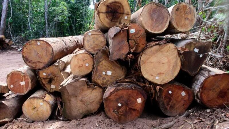 Está proibida a exploração de madeira de manejo florestal em MT até 1º de abril
