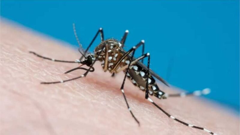 SES alerta para ações de prevenção à dengue, zika e chikungunya