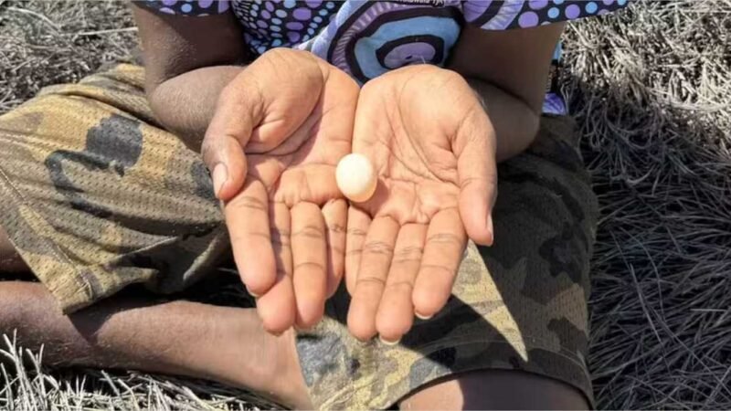 Segundo ovo no mundo de papagaio antes considerado extinto é achado na Austrália