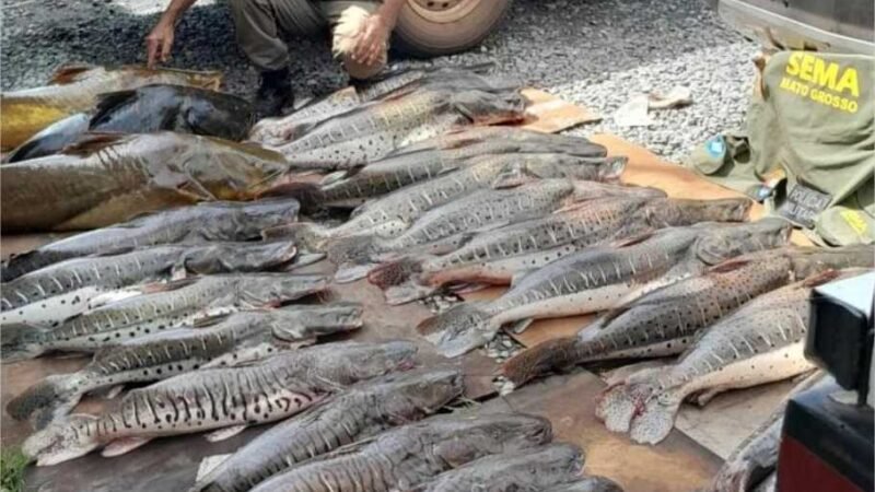 Sema doou 1,2 mil quilos de pescado apreendidos em fiscalizações para 14 instituições beneficentes