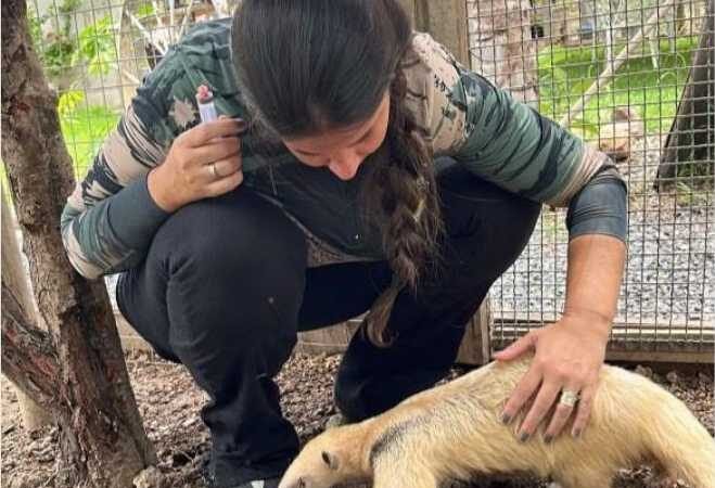 Sema abre cadastro para quem deseja ser guardião de animais silvestres; saiba como se inscrever