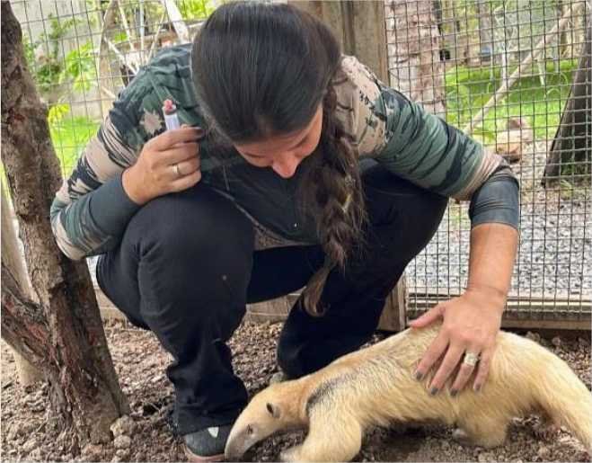 Sema abre cadastro para quem deseja ser guardião de animais silvestres; saiba como se inscrever