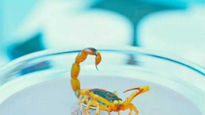 Mato Grosso registra aumento de casos de picadas de escorpião e alerta para prevenção