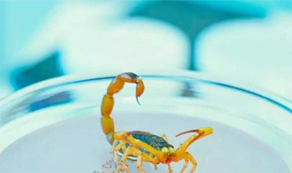 Mato Grosso registra aumento de casos de picadas de escorpião e alerta para prevenção