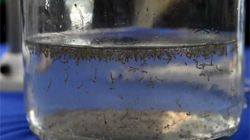 Mato Grosso concentra metade dos casos de chikungunya registrados em todo Brasil