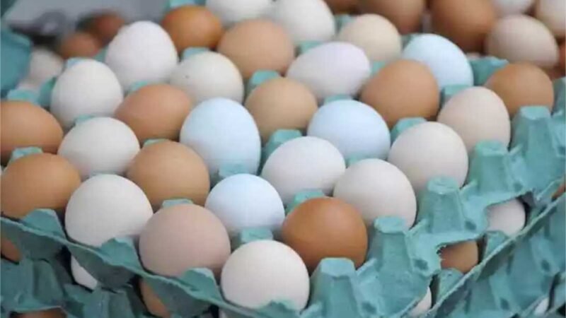 Saiba por que o preço dos ovos subiu nos últimos dias
