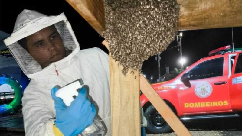 Corpo de Bombeiros faz captura de enxame de abelhas e resgata arara ferida