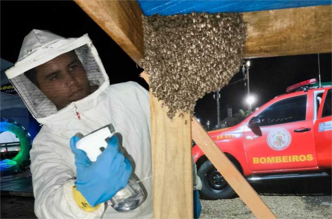 Corpo de Bombeiros faz captura de enxame de abelhas e resgata arara ferida