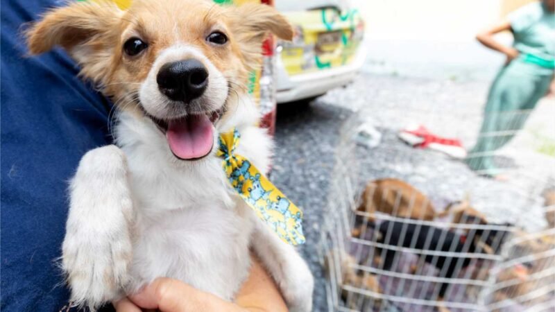 Evento do Dia Mundial da Água terá grande ação para adoção de animais