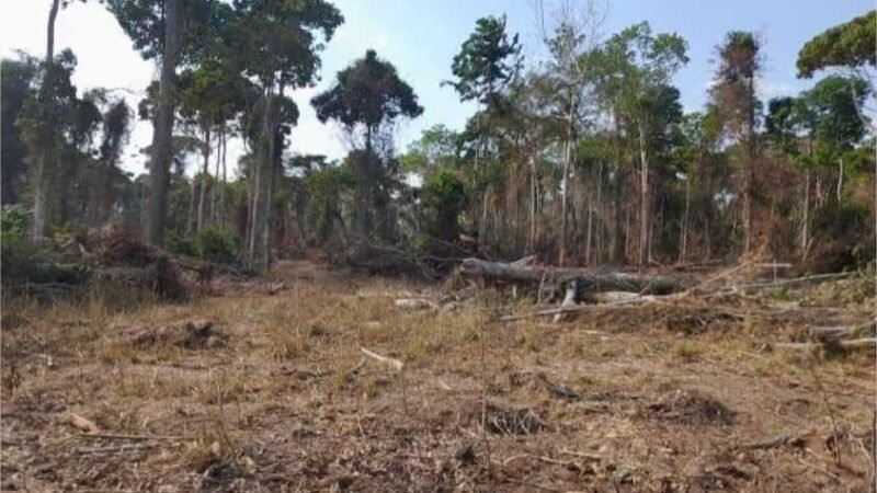 Produtor rural terá que pagar R$ 155 mil de indenização por desmatar vegetação nativa