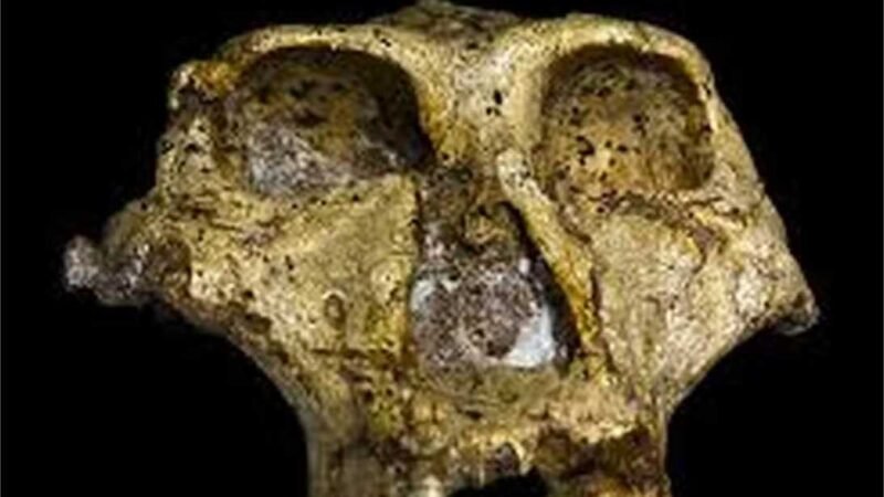 Um dos menores ancestrais humanos já encontrados pode ter sido devorado por leopardo