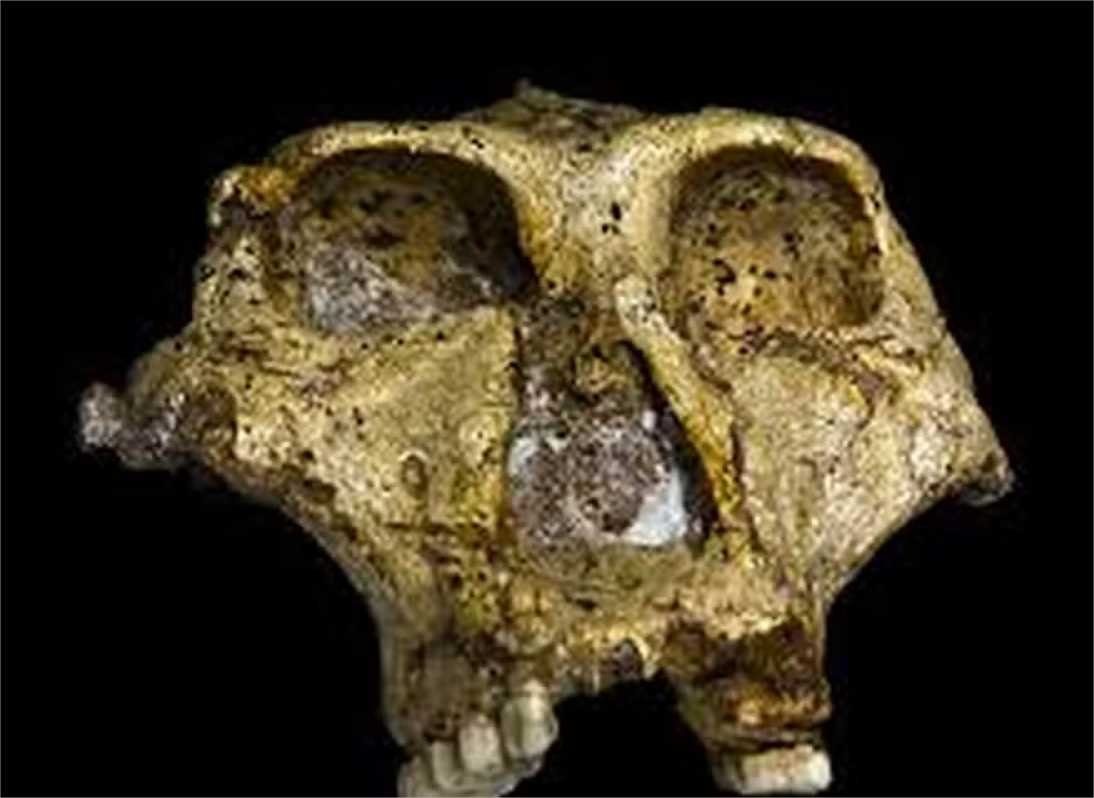 Um dos menores ancestrais humanos já encontrados pode ter sido devorado por leopardo