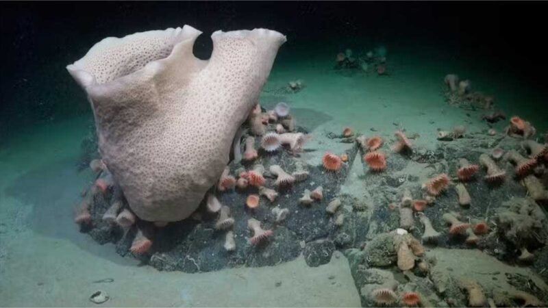 Iceberg gigante se desprende da Antártida e revela natureza escondida