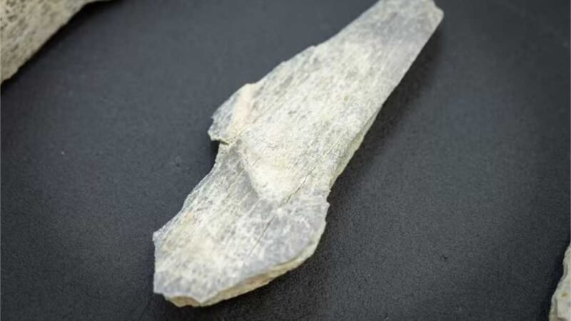 Ancestrais humanos faziam ferramentas com ossos muito antes do que se pensava