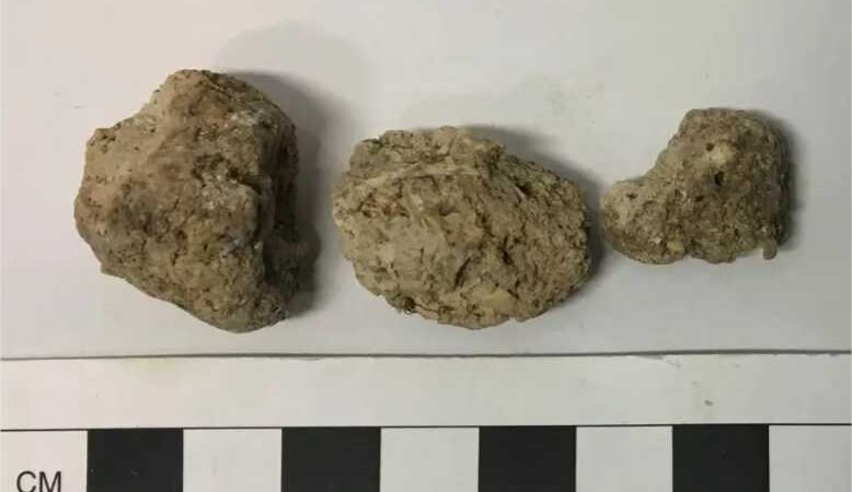 Fezes antigas revelam parasitas de carne malcozida em Stonehenge