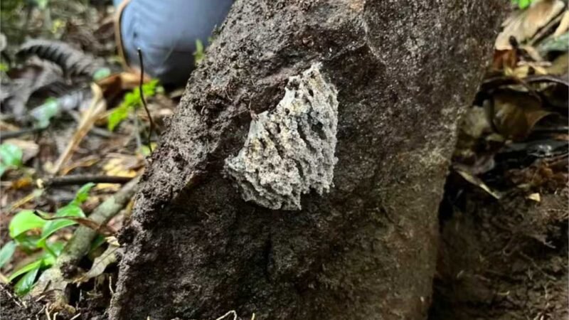 Extinção dos dinossauros abriu caminho para formigas fazendeiras de fungos