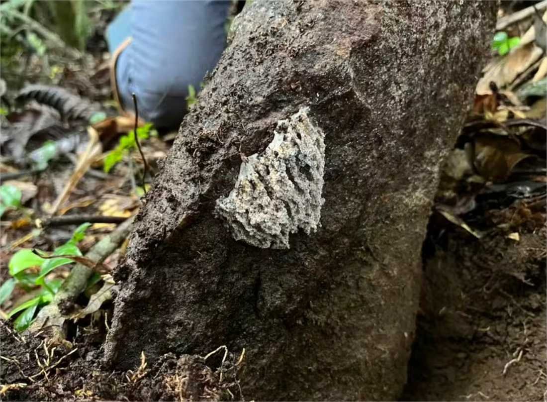 Extinção dos dinossauros abriu caminho para formigas fazendeiras de fungos