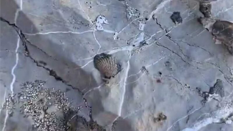 Por que fósseis marinhos são achados no topo de montanhas? Questão viralizou; saiba a resposta