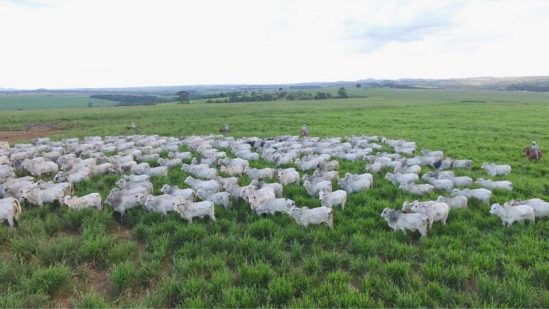 Escritórios Verdes da JBS impulsionam regularização ambiental em 2 mil propriedades de MT