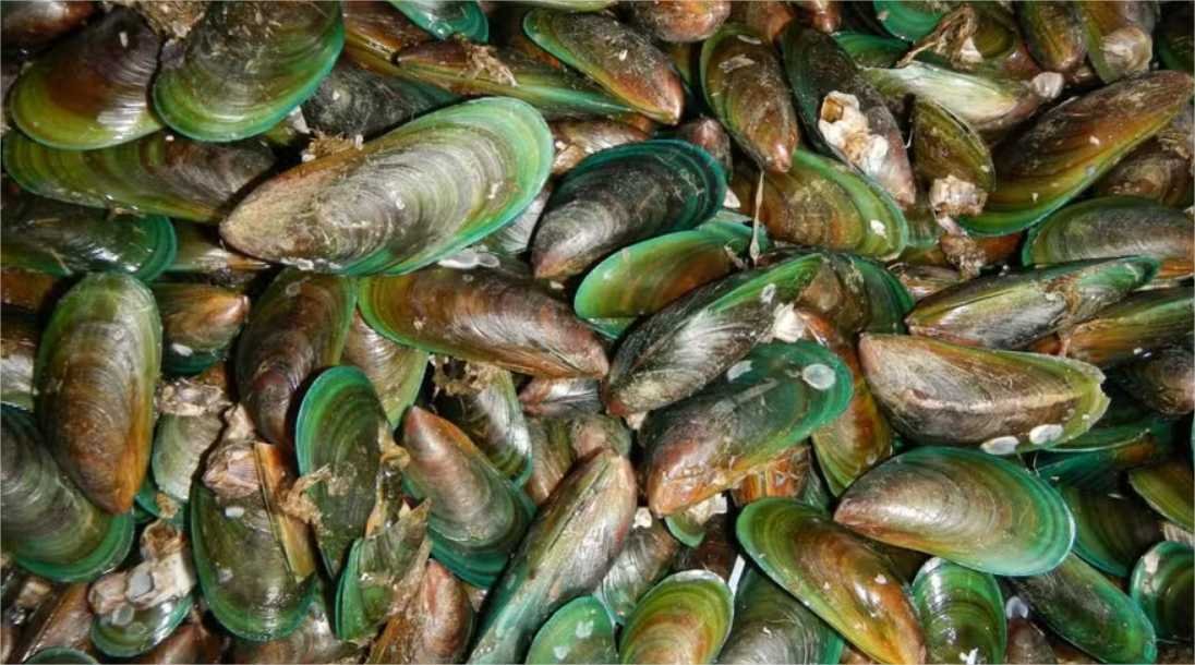 Estudo encontra 41 registros de espécie invasora de mexilhão verde no litoral de SP