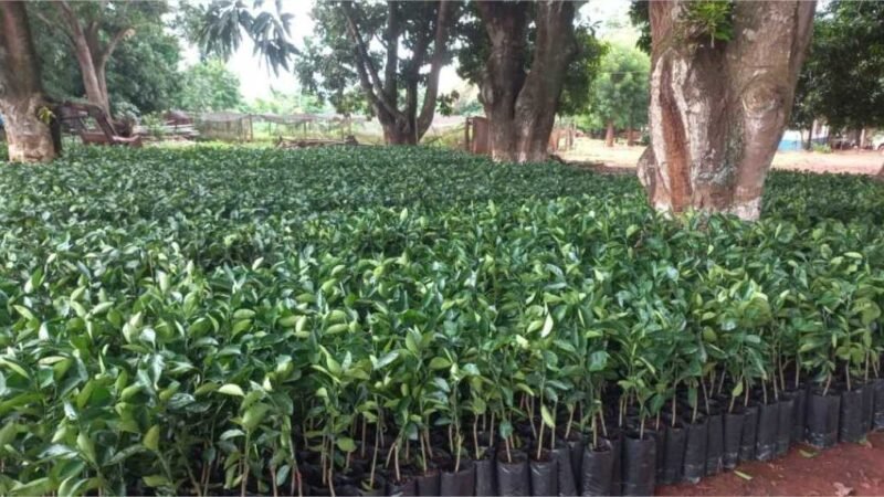 Governo de MT distribui 170 mil mudas cítricas para pequenos produtores de 47 municípios