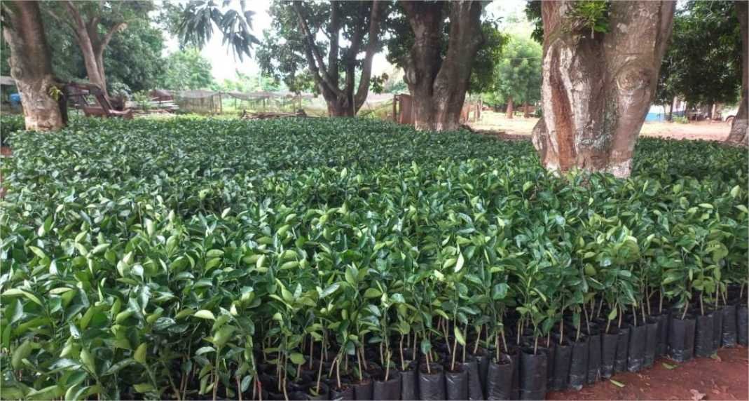 Governo de MT distribui 170 mil mudas cítricas para pequenos produtores de 47 municípios