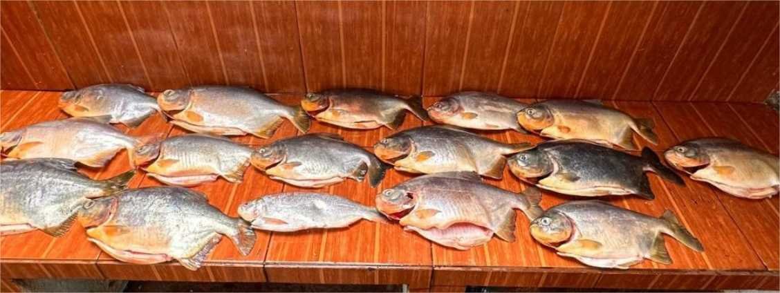 Polícia apreende 18 quilos de pescado irregular durante fiscalização no Pantanal e aplica multa de R$13,3 mil