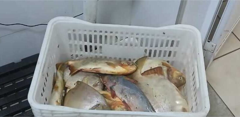 Sema e PM apreendem 13,8kg de pescado e aplicam R$ 7.070 em multa durante ação no carnaval