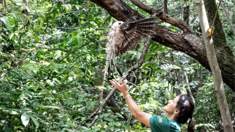 Urutau, maria-faceira e gambá são devolvidos à natureza após reabilitação