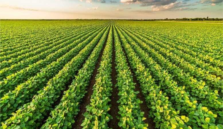 Mais um gigante da soja entra em recuperação judicial para evitar falência