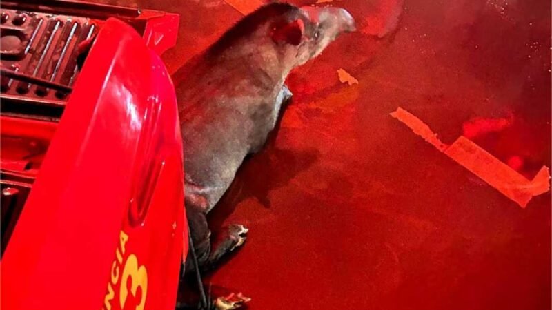 Corpo de Bombeiros realizou 933 resgates de animais silvestres e domésticos em MT