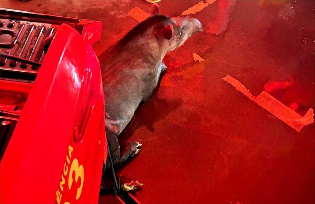 Corpo de Bombeiros realizou 933 resgates de animais silvestres e domésticos em MT