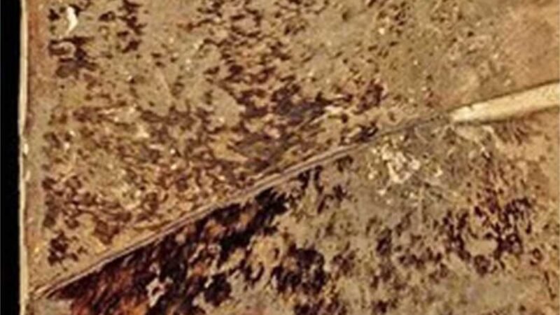 Descobertos na França livros medievais encapados com pele peluda misteriosa