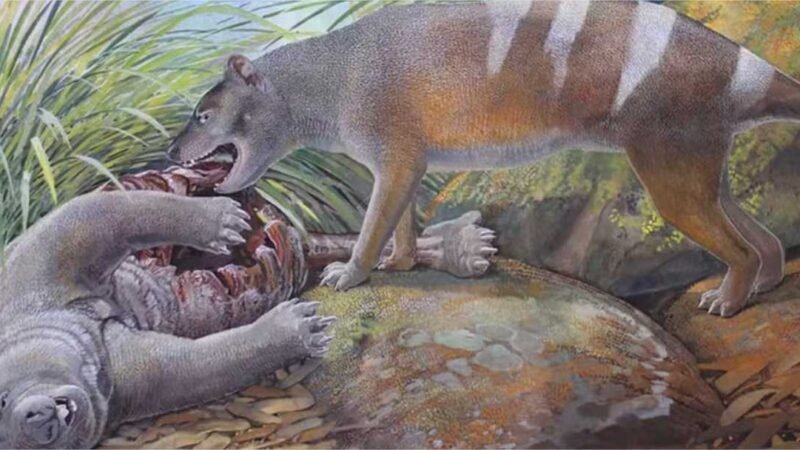 Lobo da tasmânia ancestral esmagava ossos das presas há 25 milhões de anos