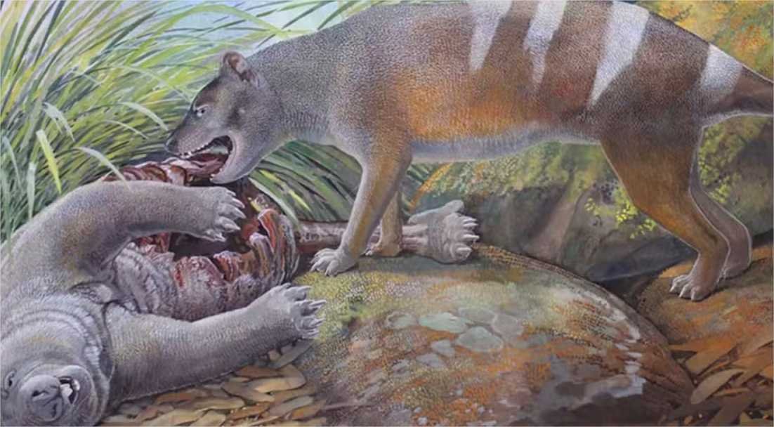 Lobo da tasmânia ancestral esmagava ossos das presas há 25 milhões de anos