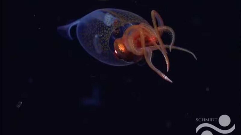 Lula-colossal é registrada em vídeo no mar profundo pela 1ª vez; assista