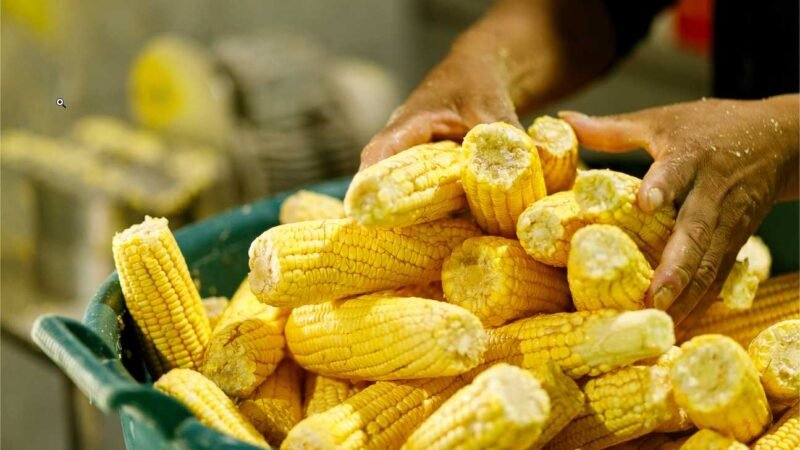 Festival da Pamonha atrai 24 mil visitantes em quatro dias de festa