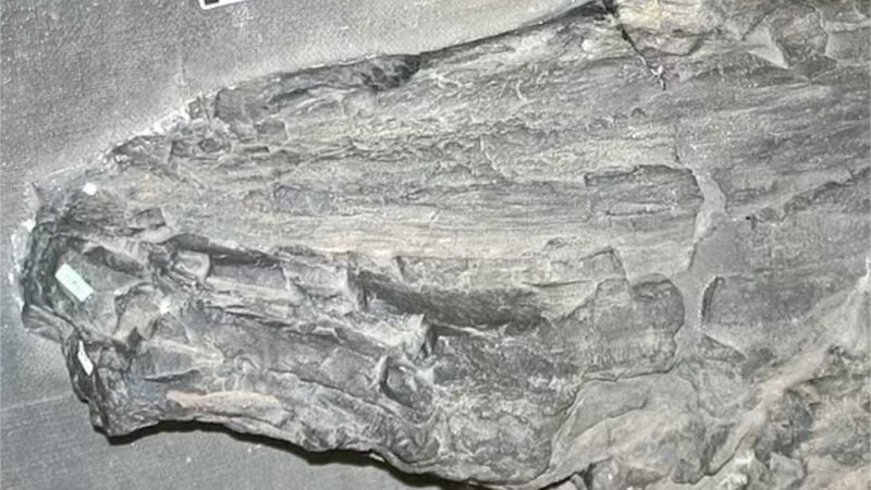 Fóssil gigante achado no século 19 pode representar forma de vida desconhecida