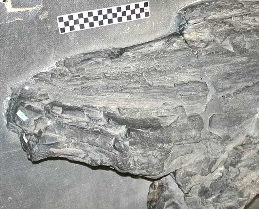 Fóssil gigante achado no século 19 pode representar forma de vida desconhecida