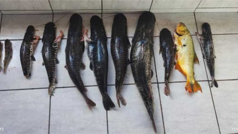 PM apreende 80 quilos de pescado irregular e prende dupla por crime ambiental em zona rural
