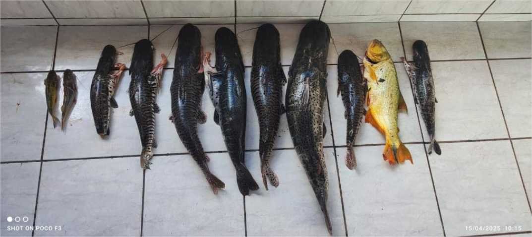 PM apreende 80 quilos de pescado irregular e prende dupla por crime ambiental em zona rural