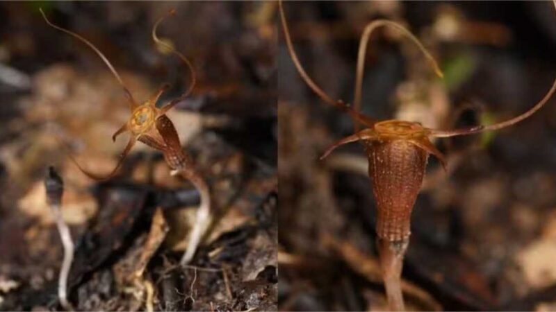 “Lanterna-de-fada”: nova planta que não faz fotossíntese é descoberta em parque