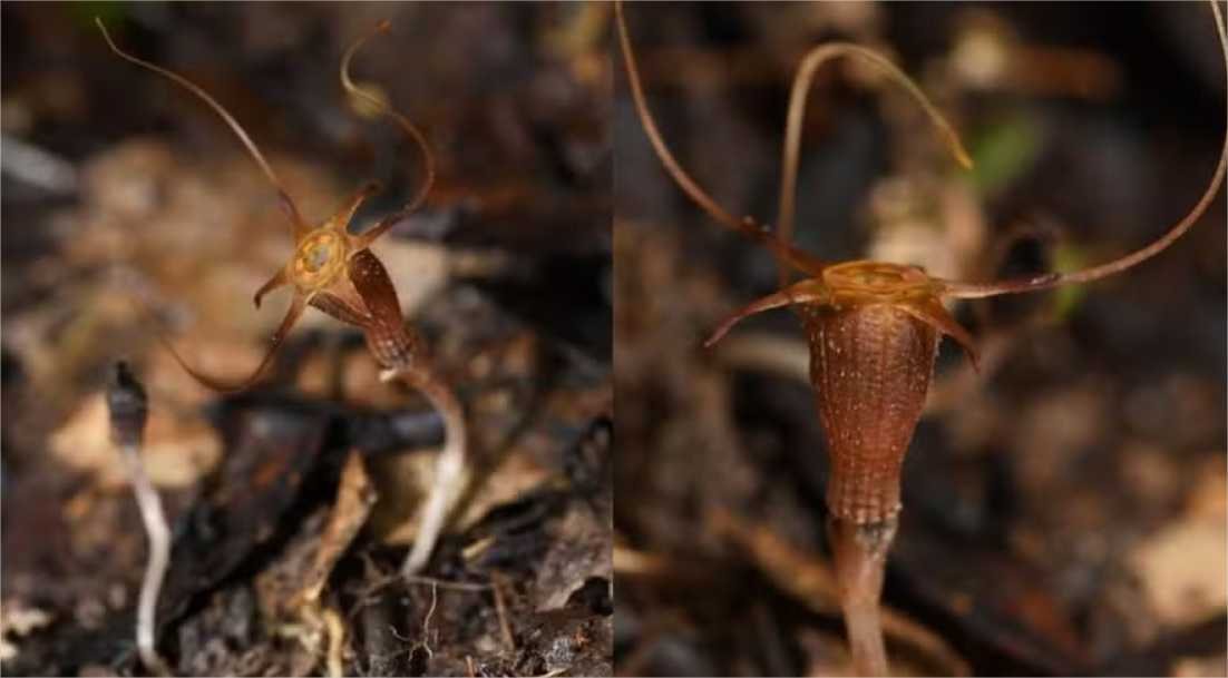 “Lanterna-de-fada”: nova planta que não faz fotossíntese é descoberta em parque
