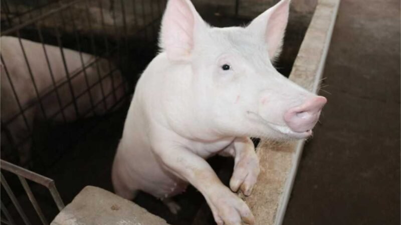 Campanha de atualização de estoque de rebanhos começa em MT nesta quinta-feira (1)