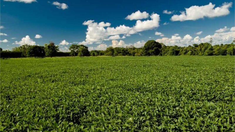 Mato Grosso e Mato Grosso do Sul respondem por quase metade dos pedidos de recuperação judicial do agro