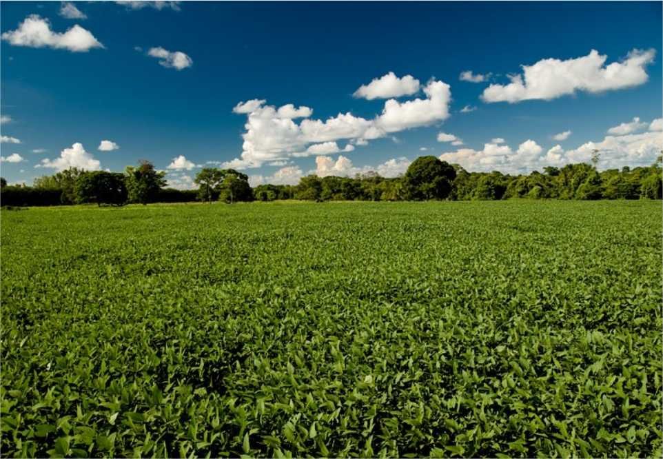 Mato Grosso e Mato Grosso do Sul respondem por quase metade dos pedidos de recuperação judicial do agro